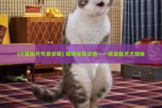 (小猫图片可爱呆萌) 猫咪零食诱惑——萌宠图片大揭秘